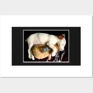 Wasted puppy - cute Jack Russell Terrier Posters and Art